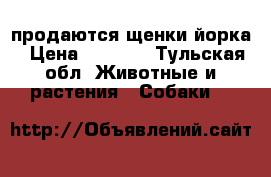 продаются щенки йорка › Цена ­ 7 000 - Тульская обл. Животные и растения » Собаки   